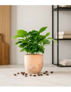 Pianta di Caffè Arabica 2