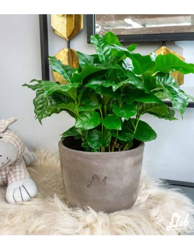 Pianta di Caffè Arabica