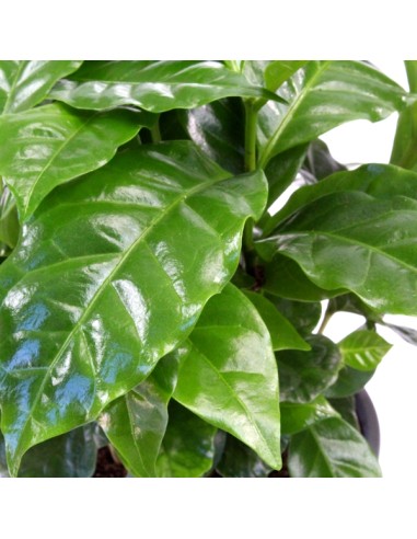 Pianta di Caffè Arabica Pianta di Caffè Arabica