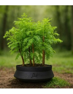 Metasequoia Boschetto M 2