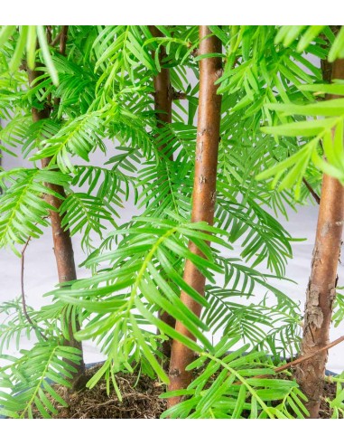 Metasequoia Boschetto M Metasequoia Boschetto M