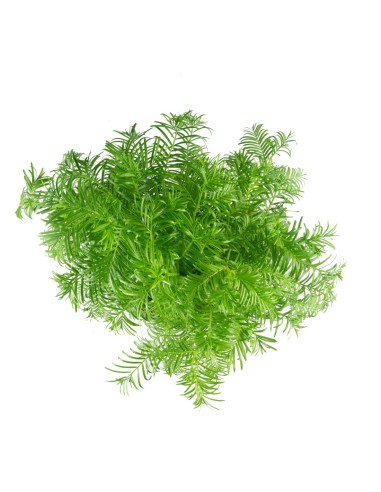 Metasequoia Boschetto M