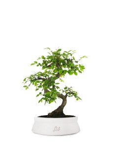 Olmo Zelkova S 2