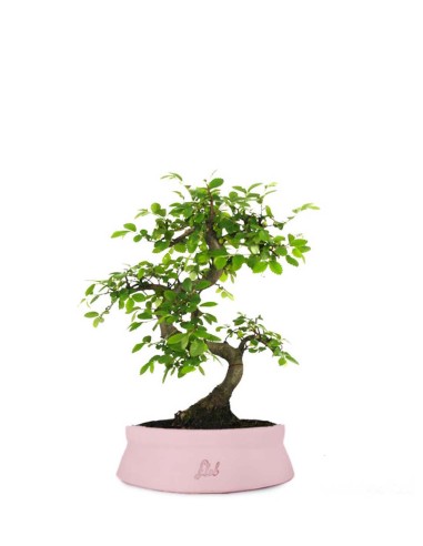 Olmo Zelkova S