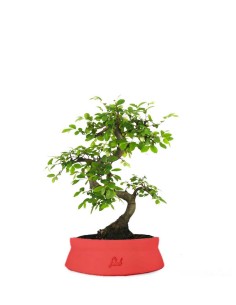 Olmo Zelkova S 2