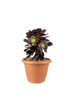 Aeonium Kilimangiaro