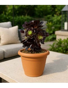 Aeonium Kilimangiaro 2