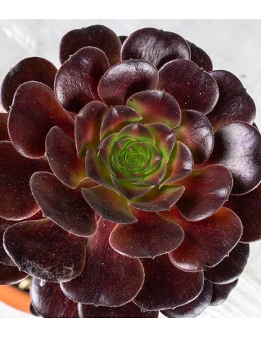 Aeonium Kilimangiaro - Pianta...