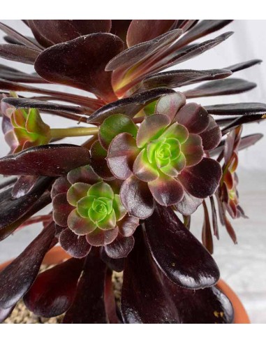 Aeonium Kilimangiaro