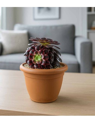 Aeonium Medusa - Pianta Succulenta...