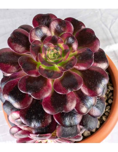 Aeonium Medusa - Pianta Succulenta...