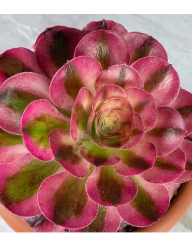 Aeonium Pink Witch