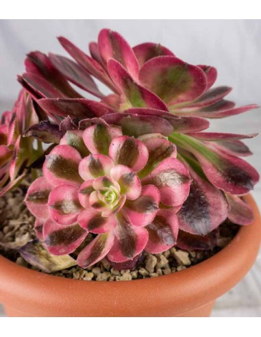 Aeonium Pink Witch