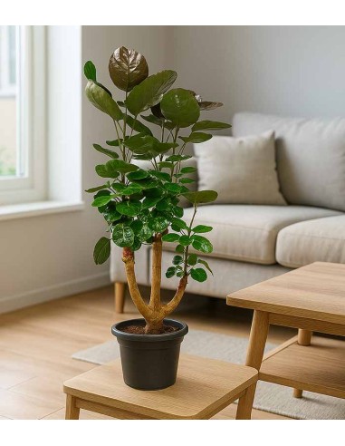 Polyscias scutellaria | Fabian