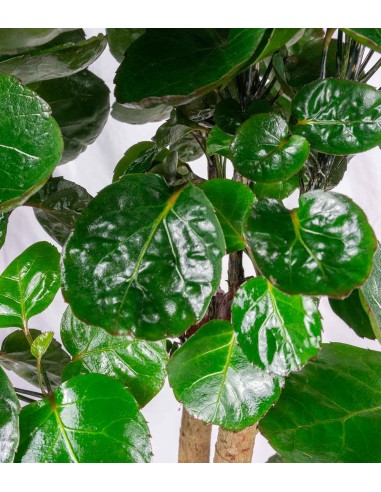 Polyscias scutellaria | fabian