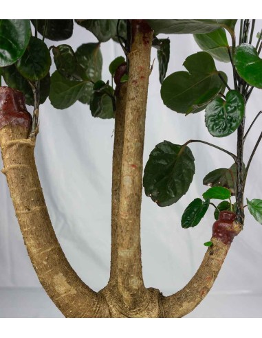 Polyscias scutellaria | fabian