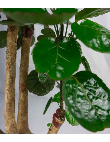 Polyscias scutellaria | fabian