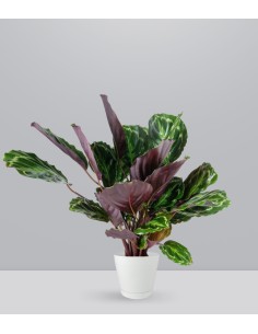 Calathea Veitchiana | H75 cm