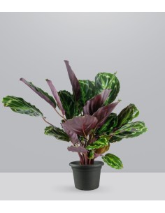 Calathea Veitchiana 75 cm 2