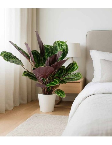 Calathea Veitchiana 75 cm Calathea Veitchiana 75 cm