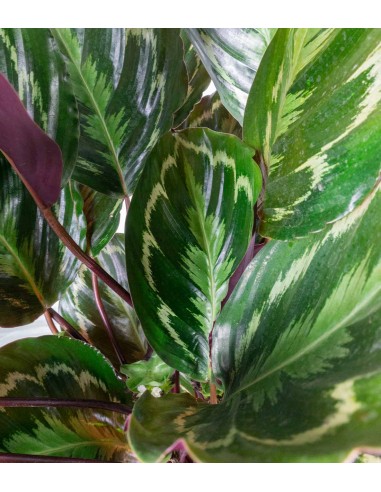 Calathea Veitchiana 75 cm Calathea Veitchiana 75 cm