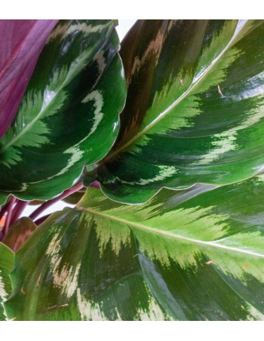 Calathea Veitchiana 75 cm Calathea Veitchiana 75 cm