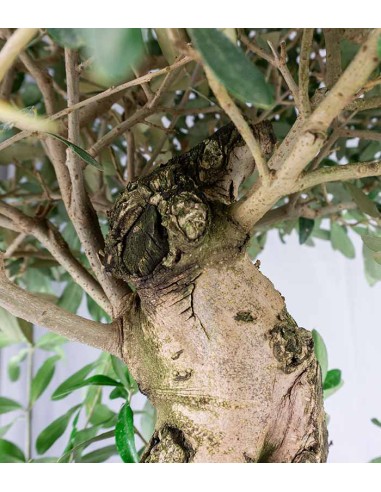 Olivo esemplare 15 anni