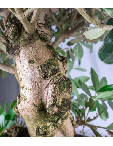 Olivo esemplare 15 anni