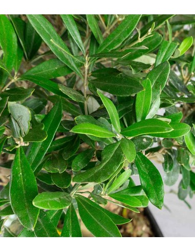 Olivo esemplare 15 anni