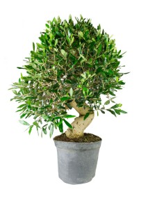 Olivo Esemplare 17 anni