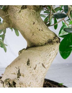 Olivo Esemplare 17 anni 2