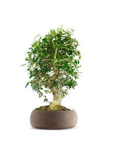 Olivastro esemplare 2. 10 anni