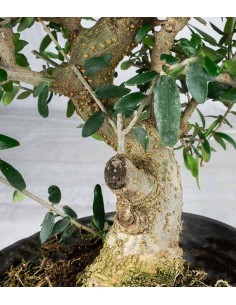 Olivastro esemplare 2. 10 anni 2