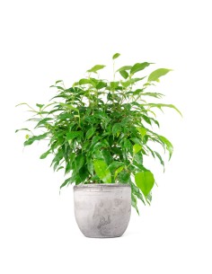 Ficus beniamino "Green Kinky"