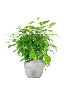 Ficus Benjamin Green Kinky 2