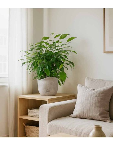 Ficus beniamino "Green Kinky"