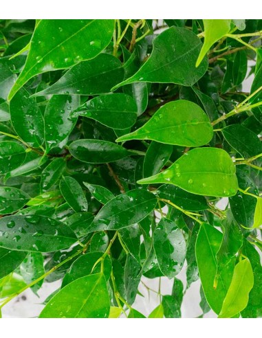 Ficus Benjamin Green Kinky