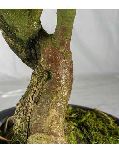 Olivo esemplare 3. 10 anni