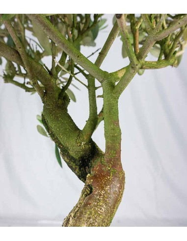 Olivo esemplare 3. 10 anni