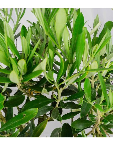 Olivo esemplare 3. 10 anni