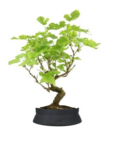 Gelso bonsai 9 anni