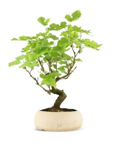 Gelso bonsai 9 anni 2