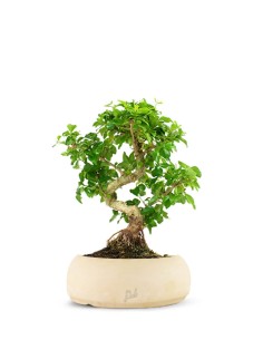 Ligustro L