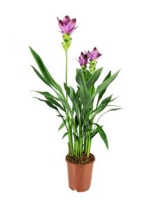 Curcuma Alismatifolia |...