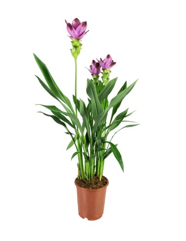 Curcuma Alismatifolia | Tulipano del... Curcuma Alismatifolia | Tulipano del...