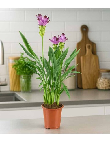 Curcuma Alismatifolia | Tulipano del...