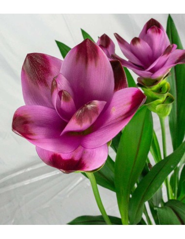 Curcuma Alismatifolia | Tulipano del... Curcuma Alismatifolia | Tulipano del...