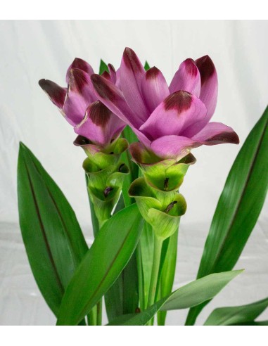 Curcuma Alismatifolia | Tulipano del...