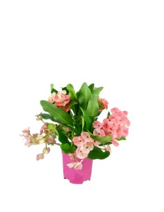 Euphorbia Mili - Ø 14 cm H...