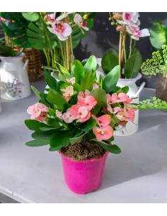 Euphorbia Mili - Ø 14 cm H... 2